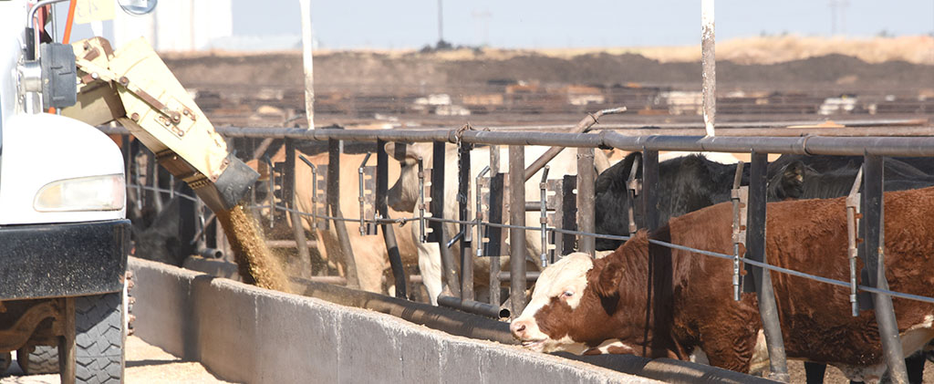 Feedlot - Westwayfeed