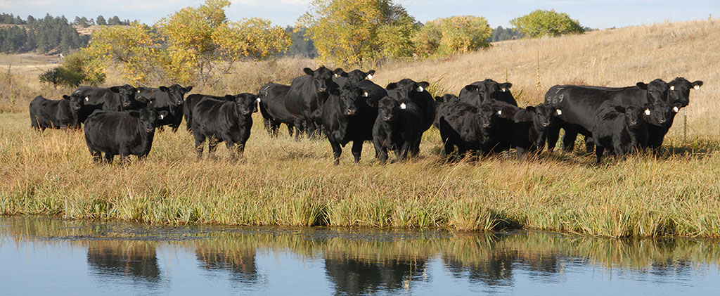 Cow / Calf