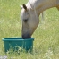 horse at tub