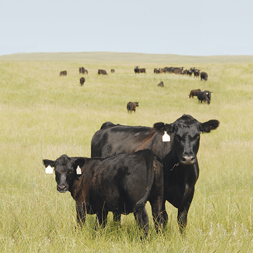 Annualized Nutrition is a systematic approach to your herd's nutrition through molasses-based supplement.