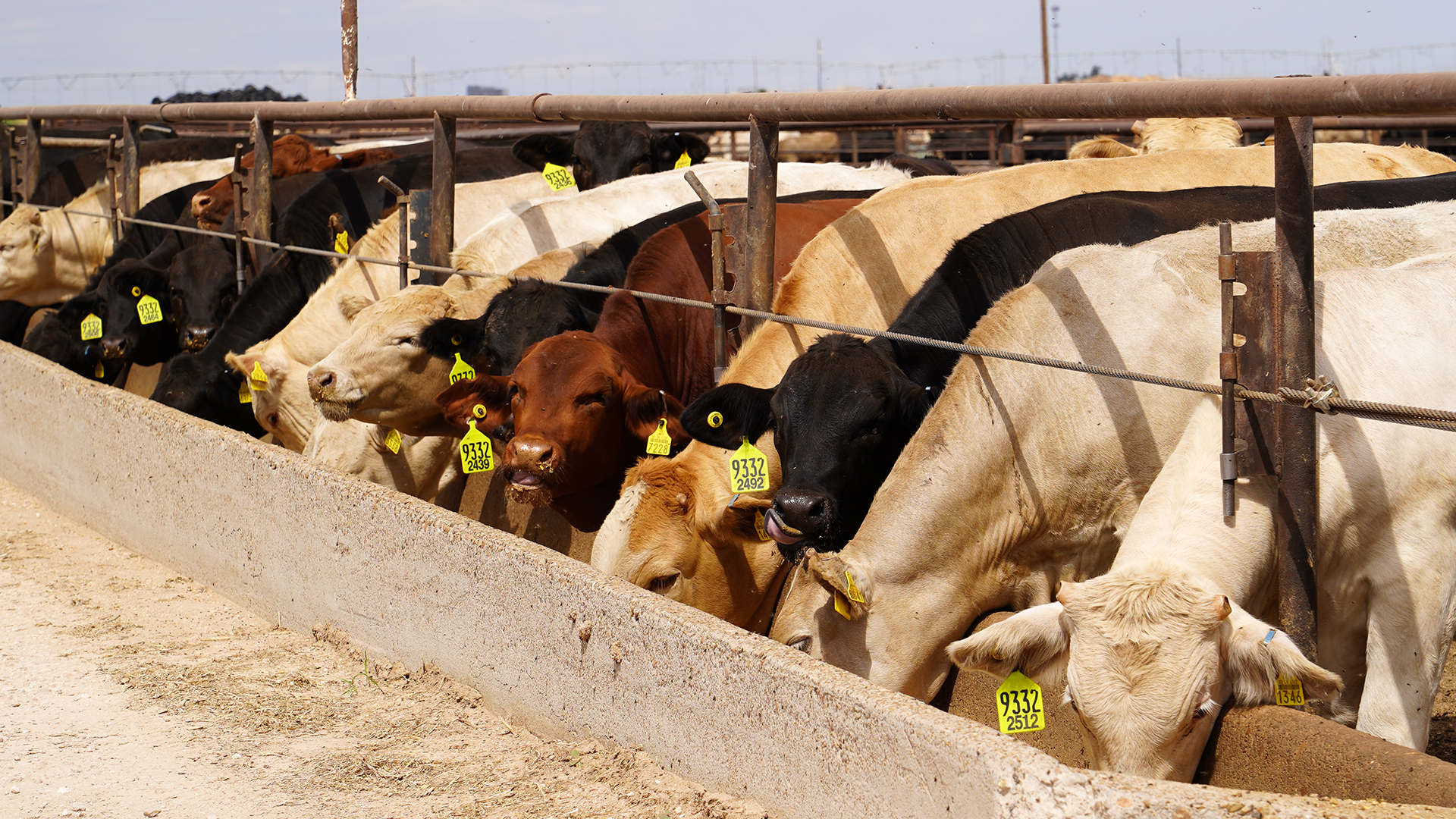 feedlot, liquid feed, custom blends, suspensions, commodities, stress mix, westway feed products