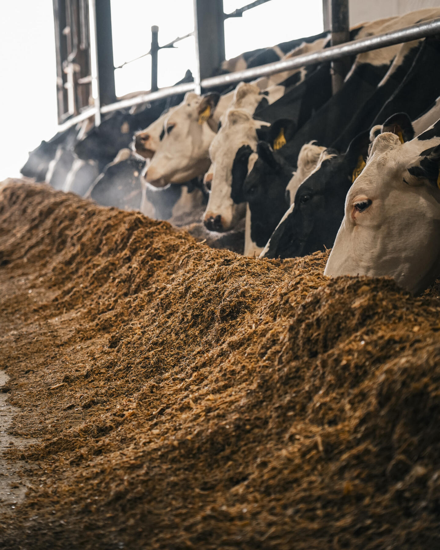 Dairy cattle at feed bunk, liquid feed supplement, RumaWAY LAUNCH, prefresh cows