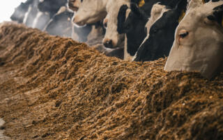 Dairy cattle at feed bunk, liquid feed supplement