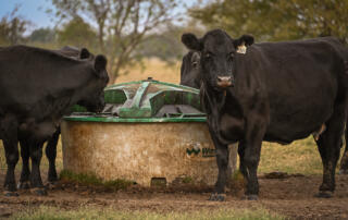 Black cattle in Texas feeding from a lick tank, fueled by Westway Feed Products' liquid feed supplements for better cattle nutrition. The best way to raise beef with forages.