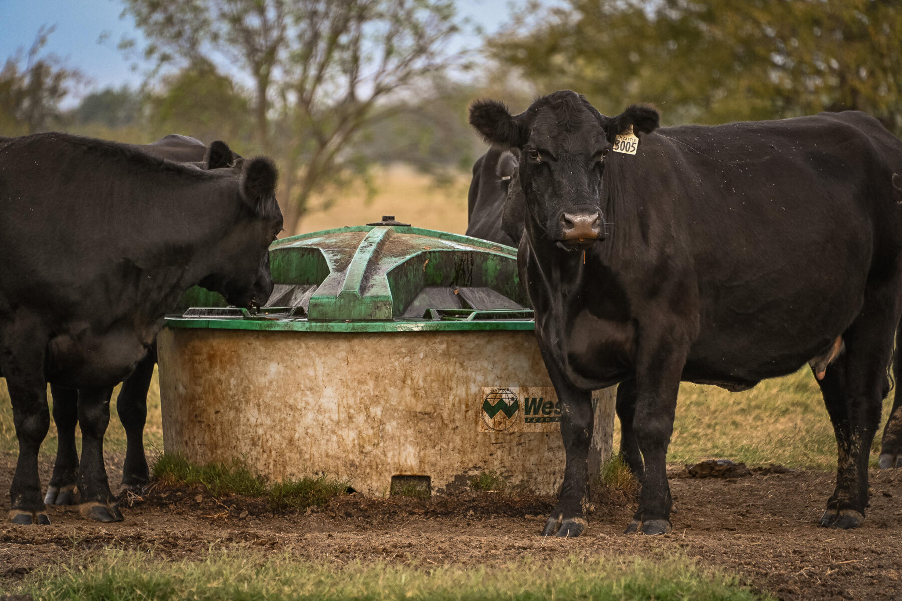 Dairy cattle at feed bunk, liquid feed supplement, RumaWAY LAUNCH, prefresh cows