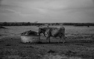 Charolais cow at a lick tank in Oklahoma, benefiting from Westway Feed Products' liquid feed supplements for enhanced cattle nutrition. The best way to raise beef with forages.