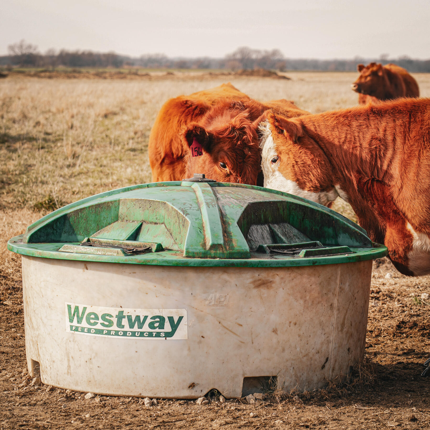 Red Angus cattle gathered by a lick tank, feeding on Westway Feed Products’ liquid supplements in Kansas; supporting the beef industry with premium cattle feed.