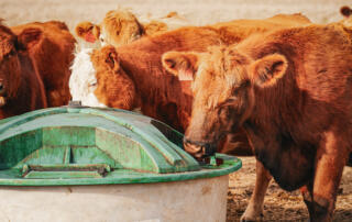 Red Angus cattle gathered by a lick tank, feeding on Westway Feed Products’ liquid supplements in Kansas; supporting the beef industry with premium cattle feed. The best way to raise beef with forages.