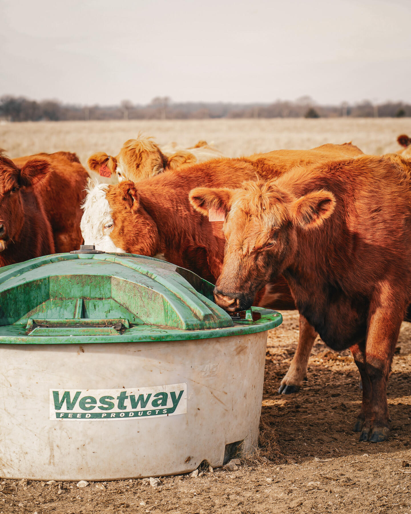 Red Angus cattle gathered by a lick tank, feeding on Westway Feed Products’ liquid supplements in Kansas; supporting the beef industry with premium cattle feed. The best way to raise beef with forages.