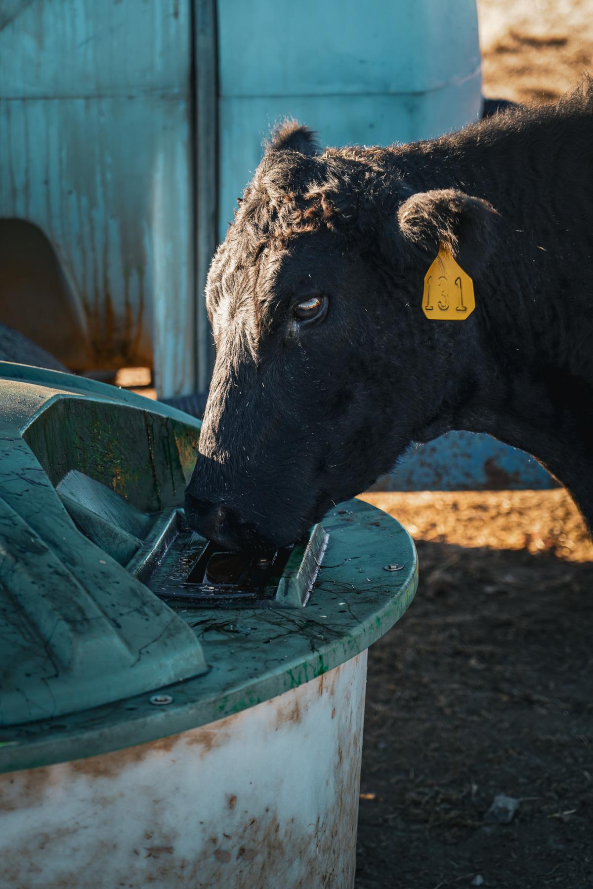 A Black Angus and Hereford cow at a lick tank in a pasture, consuming liquid feed for consistent nutrition and herd health.