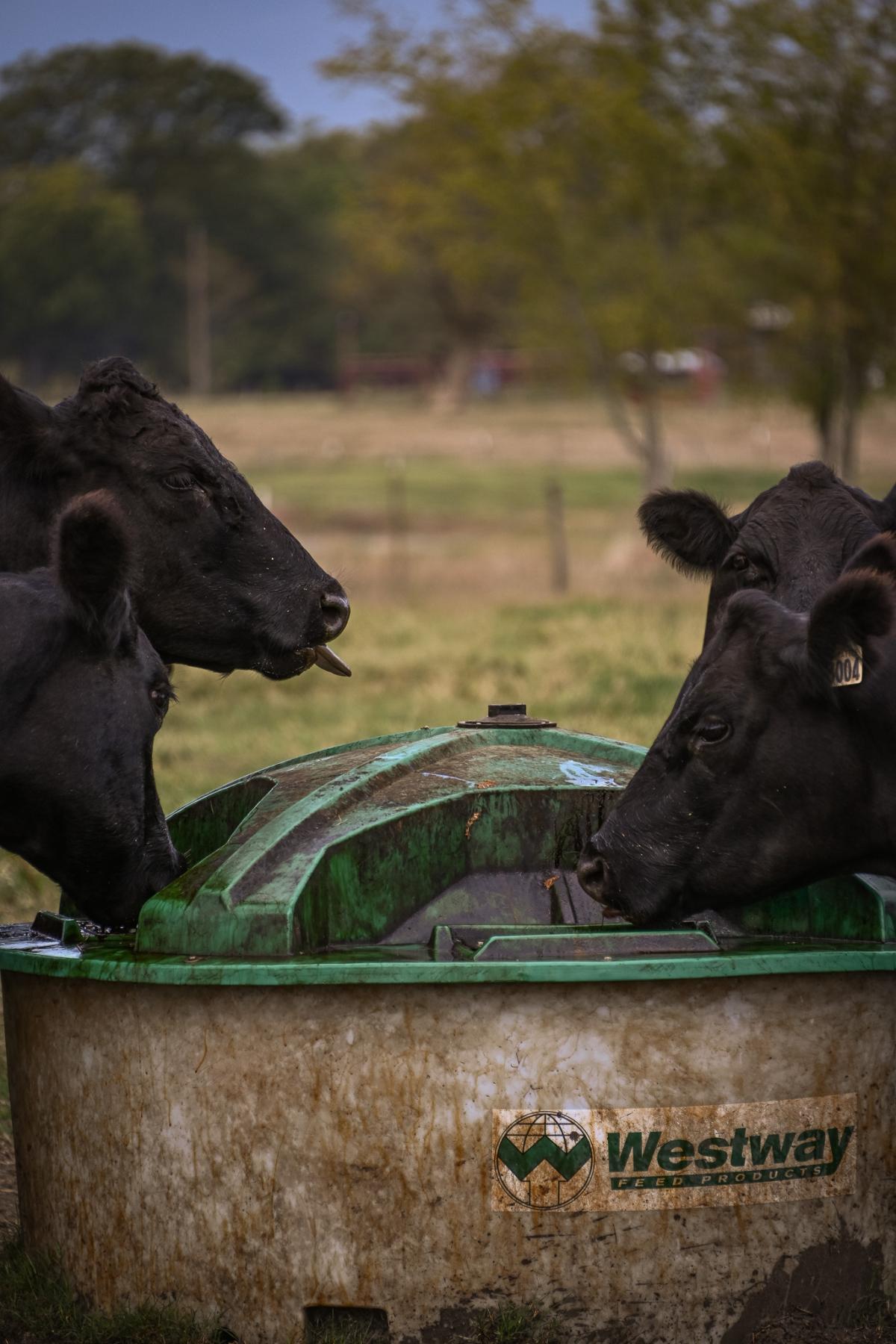 Black Angus cows standing near a lick tank in a pasture, consuming liquid feed for sustained nutrition and herd health.