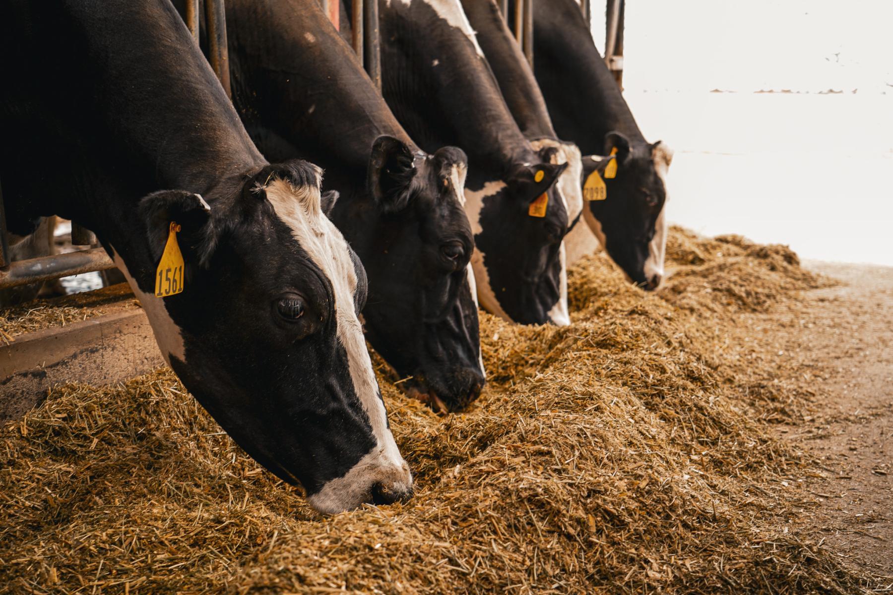 DSC09174 dairy cows at the feed bunk eating westway feed products liquid feed