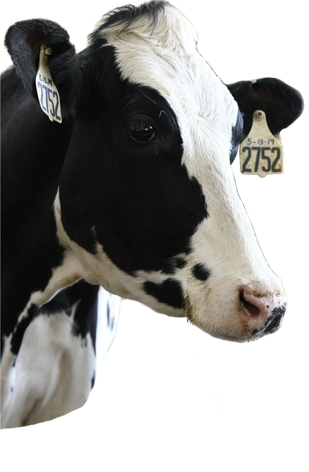 Dairy-Cow