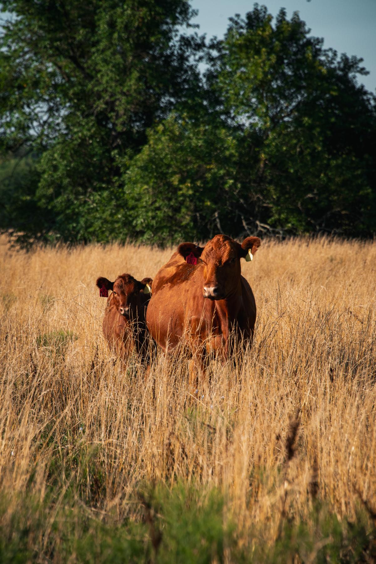 Beef cow and calf standing in tall pasture grass near trees