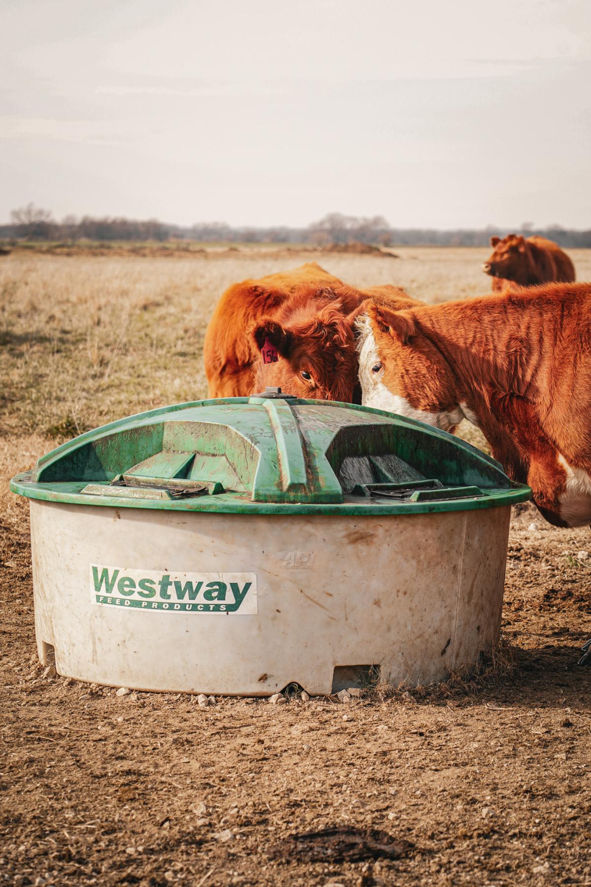 Beef cattle consuming liquid supplement from a Westway feeder on pasture