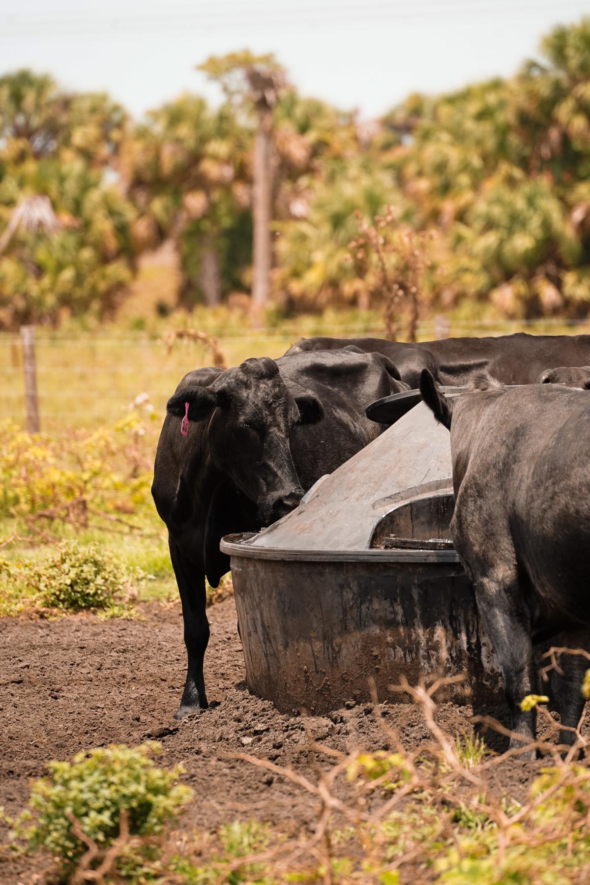 Black beef cattle consuming liquid mineral supplement from a pasture feeder
