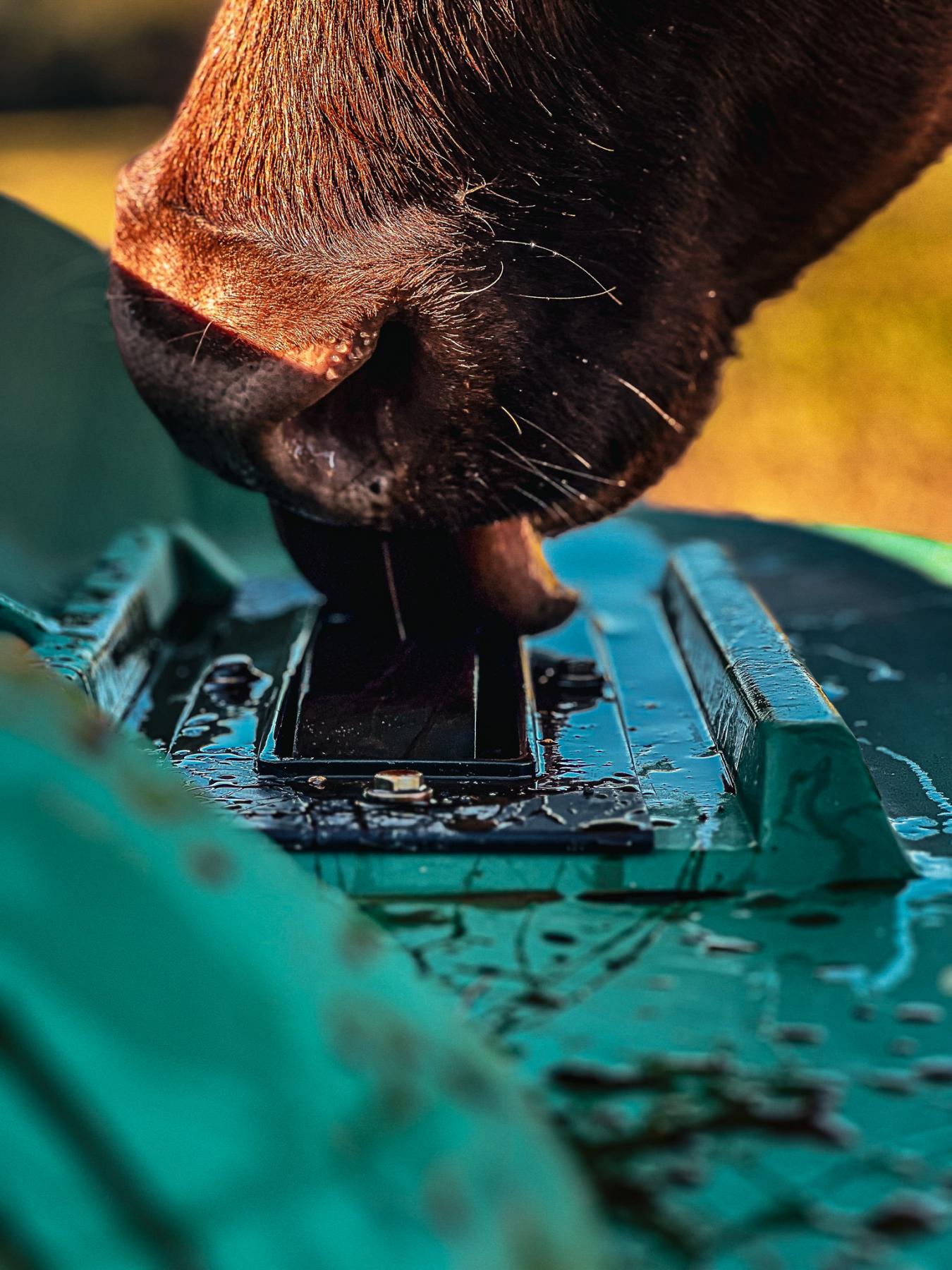 Close-up of a cow licking a liquid supplement lick wheel