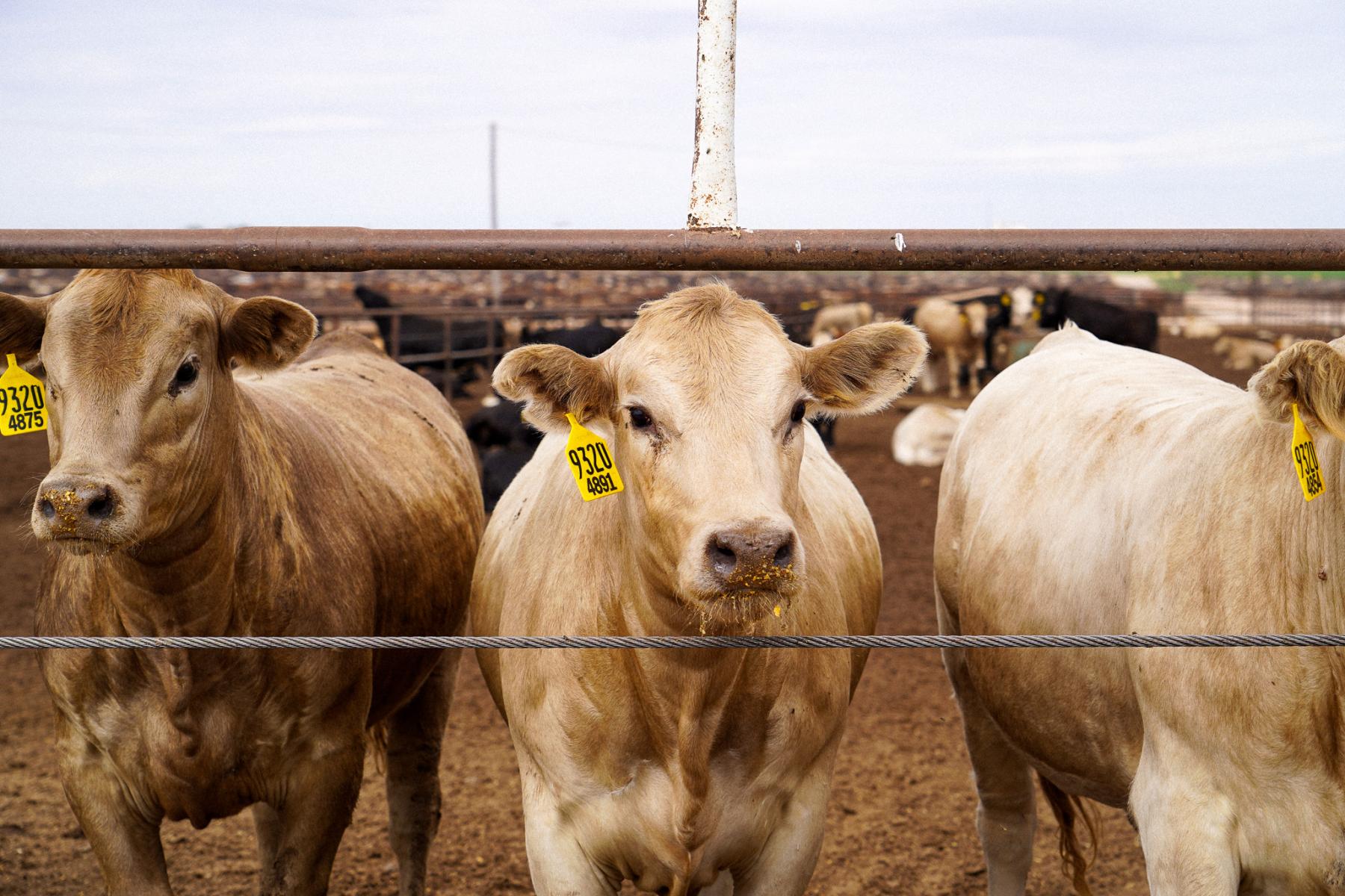 Cattle with ear tags standing in a feedyard pen at Circle 3 Feedyards in Hereford, Texas.