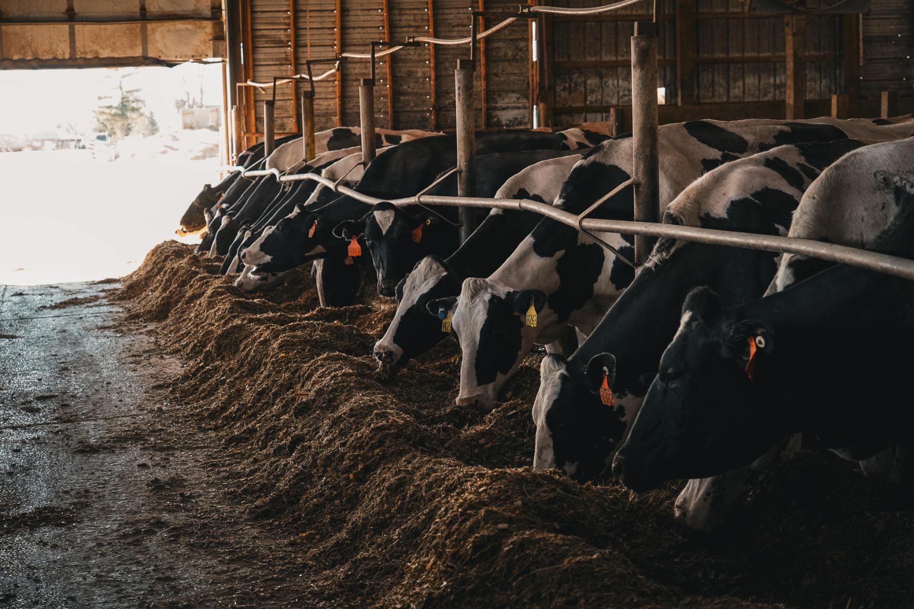 DSC01426 Dairy cows lined up at a barn feed trough, eating piles of hay or silage along a wooden barn with metal stalls and tags on their ears