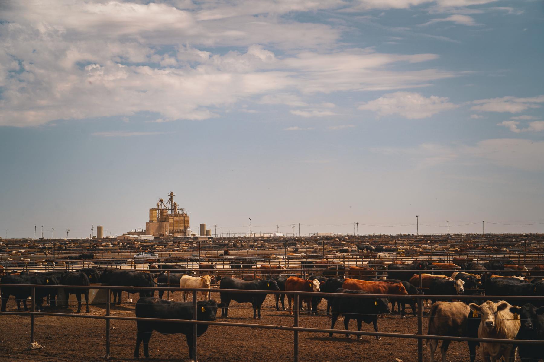 Wide view of cattle pens and feedyard operations at Circle 3 Feedyards in Hereford, Texas under a cloudy sky.