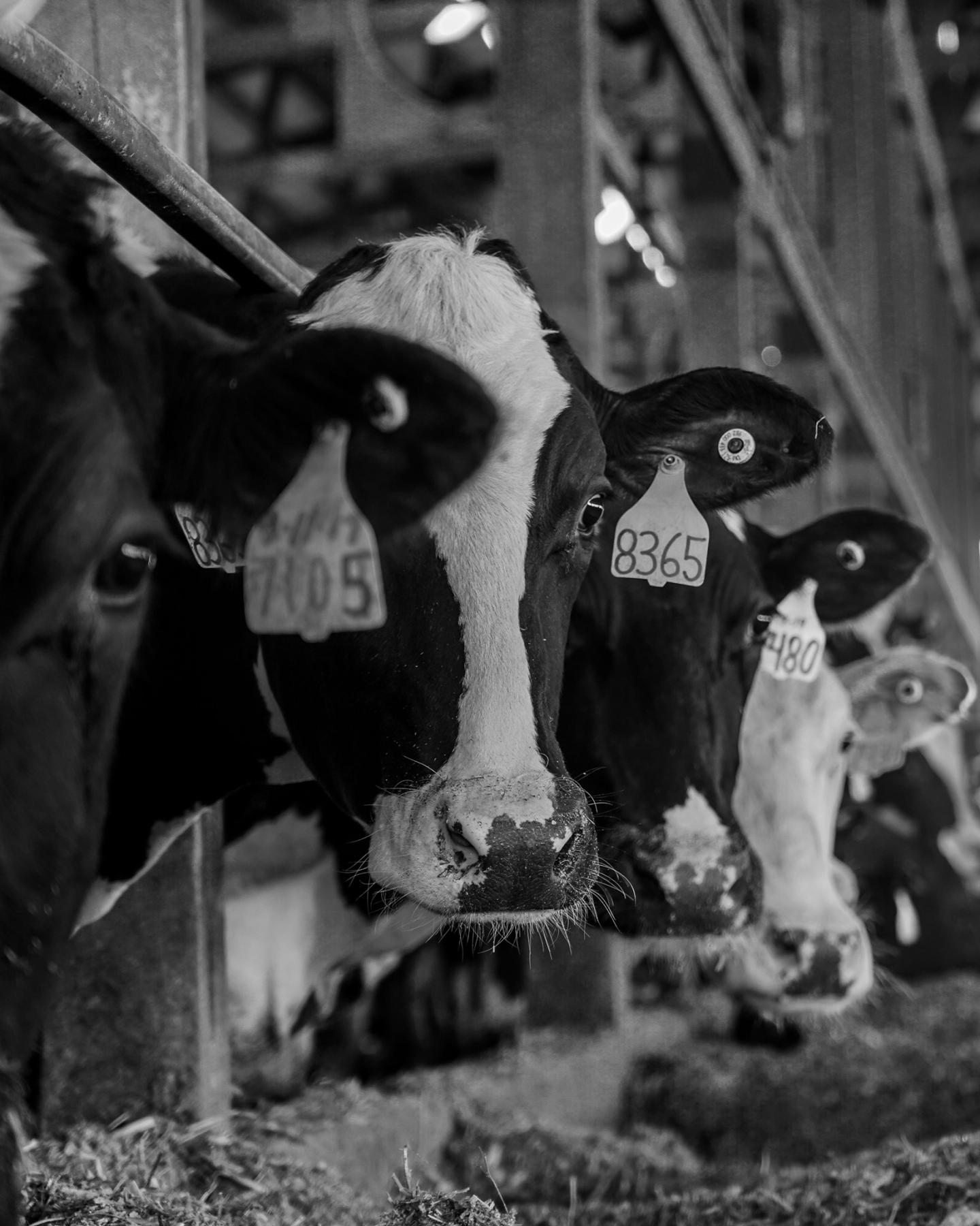 Close-up of a black-and-white dairy cow with ear tag 8365 in a barn, facing the camera.