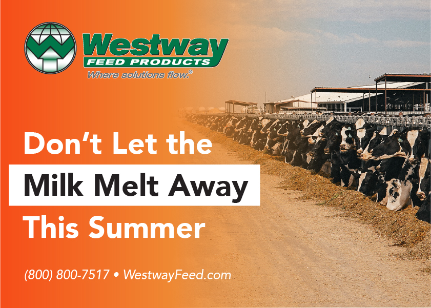 Westway Feed ad: orange gradient left, cows lined up on the right, large white headline 'Don’t Let the Milk Melt Away This Summer' with contact info.