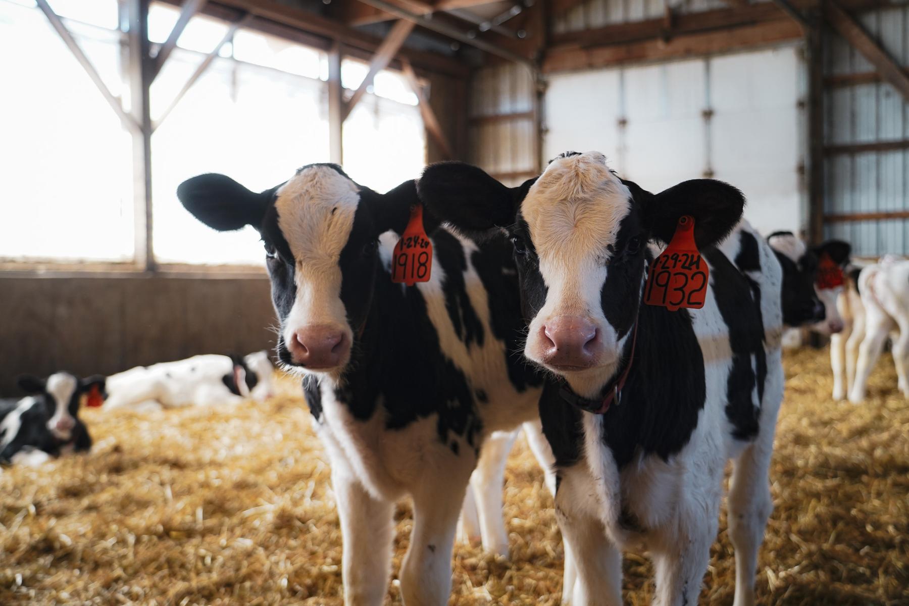 Two black-and-white cows with orange ear tags 1918 and 1932 stand in a straw-covered barn, looking at the camera.